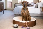 Dog-friendly rooms are available and must be booked in advance